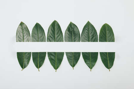 Creative layout made of green leaves on white background. Flat lay, top view minimal concept.の写真素材