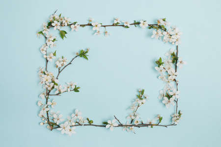 Plum tree blossom branches frame. April floral nature and spring blossom on soft pastel blue background. Banner for 8 . March , Happy Easter with place for text. Spring time concept. Top view. Flat lay.の写真素材