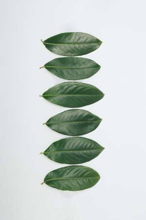 Beautiful PRUNUS LAUROCERASUS green leaf on bright background. Minimal nature concept. Flat lay. Vertical frame.の写真素材