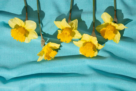 Yellow narcissus flowers on blue textile background. Flat lay, top view. Floral festive holiday concept.の写真素材