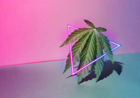 Retro pastel pink background with sunlit marijuana leaf and neon triangle. Blue and purple lights. Minimal cyberwave cannabis concept. Retro futurism.の写真素材