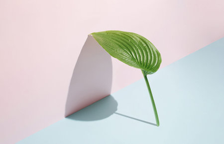 Sunlit green leaf leaning against a pastel pink wall on blue background. Creative minimal nature...