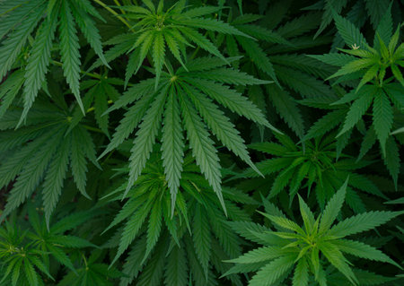 Cannabis hemp leaf outdoors., Marijuana leaf background wallpaper.の写真素材