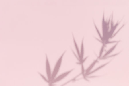 Plant shadow and marijuana leaves branch background. Nature cannabis branch, dark shadow and light from sunlight dappled on a pastel pink background.の写真素材
