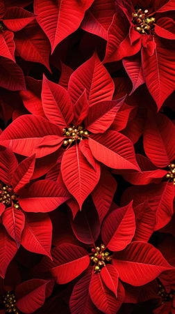 Background made of a red poinsettia flowers.の素材