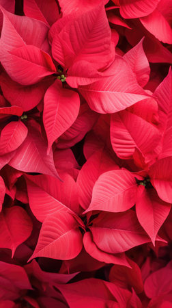 A red poinsettia.の素材