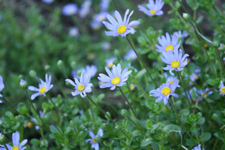 Blue daisies reaching upwardsの写真素材