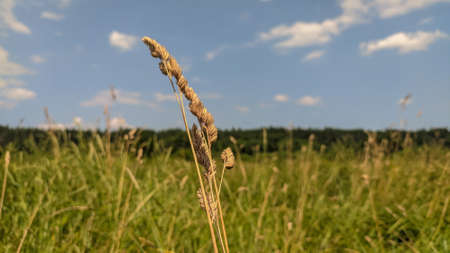 spikelet in the field; field with plants; picturesque nature; wallpaper with beautiful nature; nature of Ukraine; the nature of the world; field and sky; ear of wheat in the field; beautiful sky;の写真素材