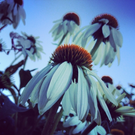 Flowers in the Morning ...の素材