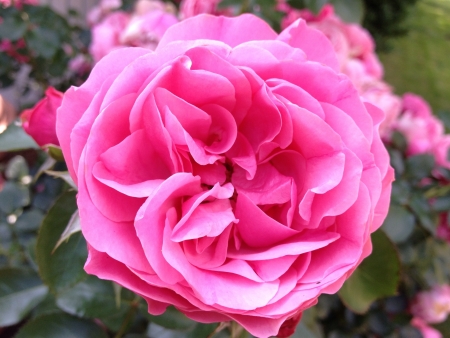 Rose in the Garden の素材