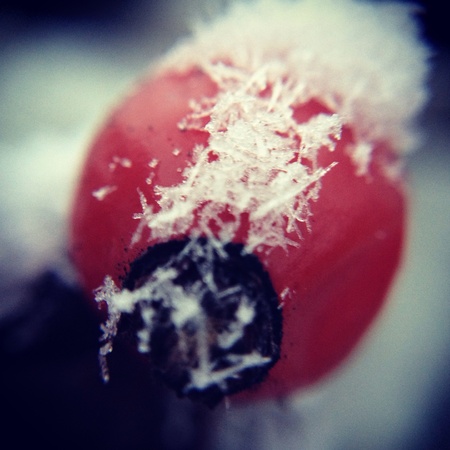 Rosehip with Snowの素材