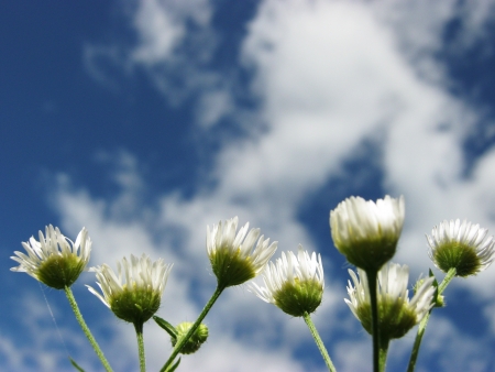 daisy in grassの写真素材