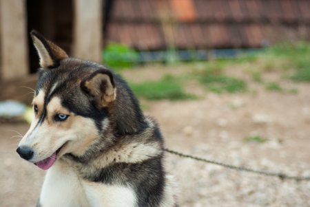 husky dog on grassの写真素材