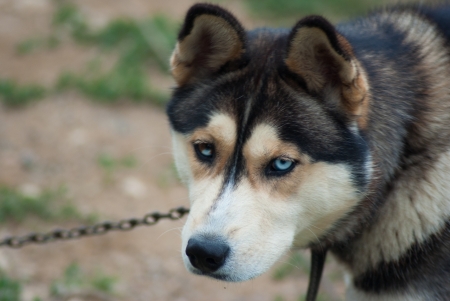 husky dog on grassの写真素材