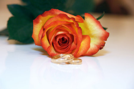 rose and wedding ringsの写真素材