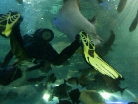 Back view of a diver diving with a stingray.の素材