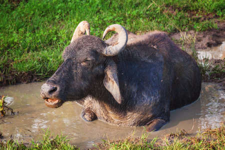 Wild Water Buffalo in Yala National Park, Sri Lankaの写真素材