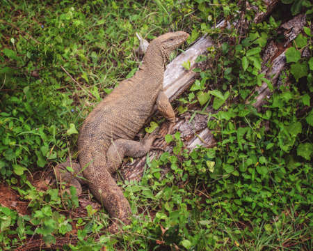 Monitor Lizard in Yala National Park, Sri Lankaの写真素材