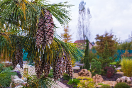 Closeup of Pine Branch with Conesの写真素材
