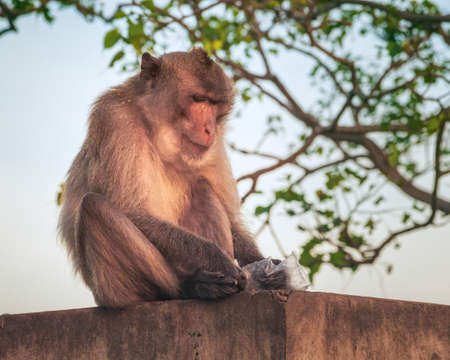 Monkey at Wat Thammikaram Temple in the Town of Prachuap Khiri Khan, Thailandの写真素材
