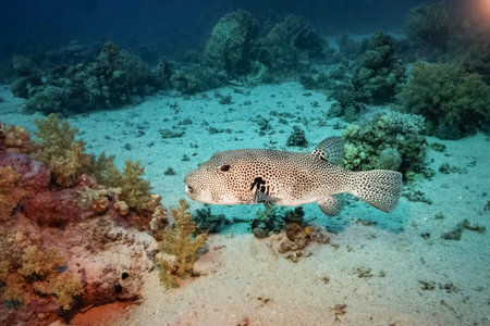 Pufferfish (Arothron Stellatus), Red Sea, Egyptの写真素材