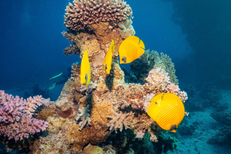 Bluecheek Butterflyfish (Chaetodon Semilarvatus), Red Sea, Egyptの写真素材
