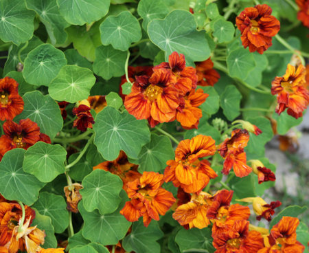 Red, orange, yellow and trimmed nasturtium flowers in full bloom. Green leaves in the background. Flowers in spring.の写真素材