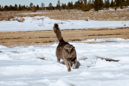 Adorable gray cat playing and walking in the snow on a blue clear sunny day. The weather is cold, but the kitty is enjoying the outside environmentの写真素材