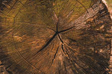 End of an old growth wood log with green moss growing at the end of the timber. Has many cracks and crevices, Perfect background or backdrop.の写真素材