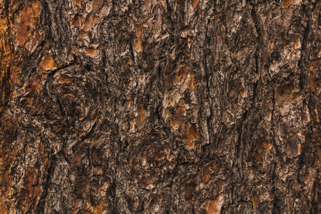 Non uniform grungy hard bark wood texture perfect for textured backdrop background that may be used for copy space or other applications.の写真素材