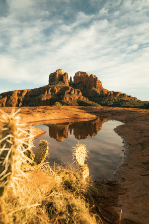 Vertical image of close up view of cactus in foreground and cathedral rock in background as seen from secret slickrock in Sedona Arizona with reflection of geological sandstone rock formations and spires with cactus and water in foregroundの写真素材