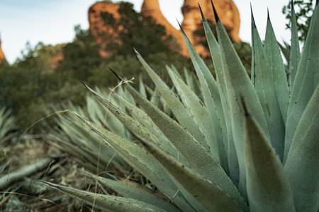 Closeup photo of Agave (monocots) plant in Boynton Canyon Sedona.の写真素材