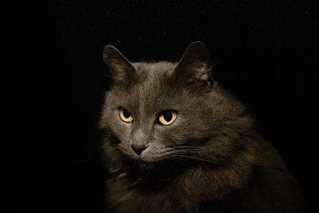 Horizontal portrait image of longhair gray domestic cat looking down and left against isolated black...