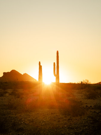 Sunset sunstar with silhouette saguaro cactus and Saddle Mountain in background.の写真素材