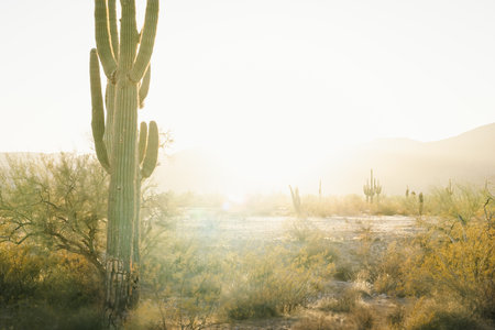 Saguaro cactus shot golden hour near White Tank Mountain Regional Park in Phoenix Arizona.の写真素材