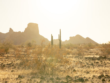 Two saguaro cacti standing tall in the desert with Saddle mountain in background shot at golden hourの写真素材