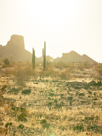 Vertical image of saguaros in the desert with Saddle mountain in background shot at golden hourの写真素材