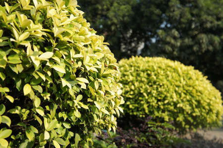 Plants in a parkの写真素材