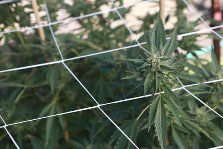 Weed in trellising allows the flowers to grow to their absolute largest size.