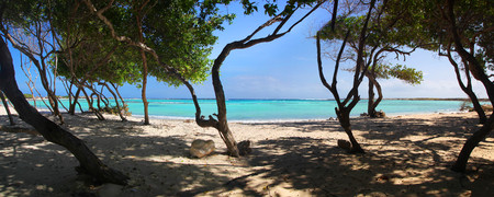 Panoramic of the turquoise waters and trees of Baby Beach Arubaの写真素材