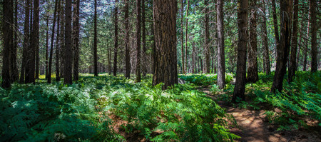 Hiking trail through lush pine forest in Kings Canyon National Park Californiaの写真素材