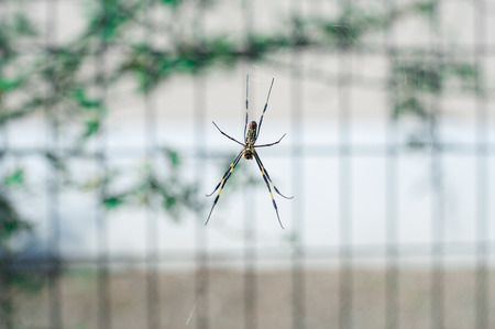 Spider is hanging from tree in the forest, Tokyo, Japanの写真素材