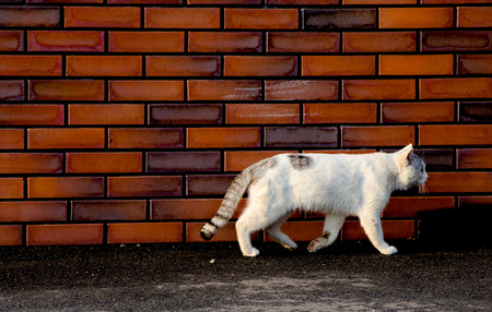 White Cat walking on the street is taken around Tokyo, Japan. It was pictured in the summer season.の写真素材