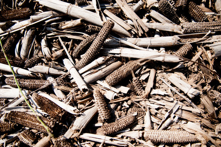 Cone Field in the country side of America.の写真素材