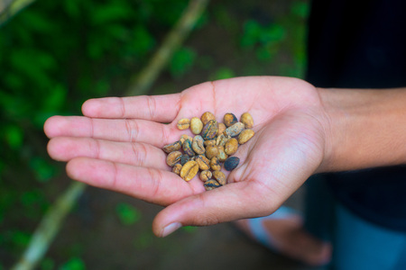 Coffee beans on the tree in Bali, Indonesia. Kopi Luwak is the most expensive coffee in the world, also called as Cat Poop Coffee. It has been produced from the coffee beans which has been digested by a certain Indonesian civet cat.の写真素材