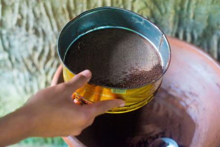 Coffee beans on the tree in Bali, Indonesia. Kopi Luwak is the most expensive coffee in the world, also called as Cat Poop Coffee. It has been produced from the coffee beans which has been digested by a certain Indonesian civet cat.の写真素材