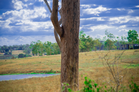 Tree nearby Brisbane city in Queensland, Australia. Australia is a continent located in the south part of the earth.の写真素材