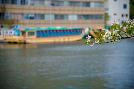 Cherry Blossom in Tokyo, Japan. April in Japan is very popular about Sakura Cherry Blossom.の写真素材
