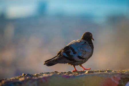 Birds in Barcelona, Spain. Barcelona is a city located in the east coast of Spain.の写真素材