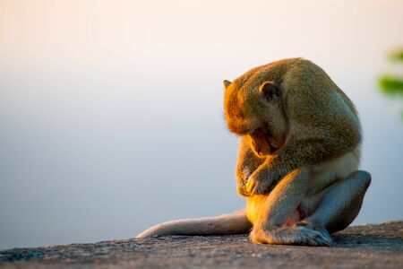 Monkey in Bangkok, Thailand. Thailand is known as a country with a smile.の写真素材